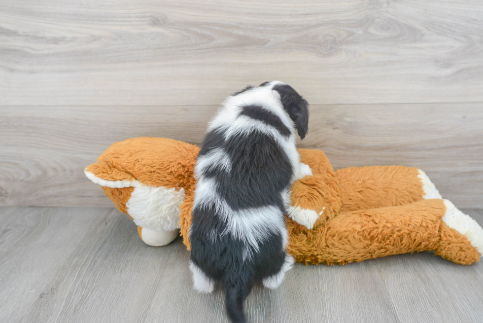 Mini Aussiedoodle Pup Being Cute