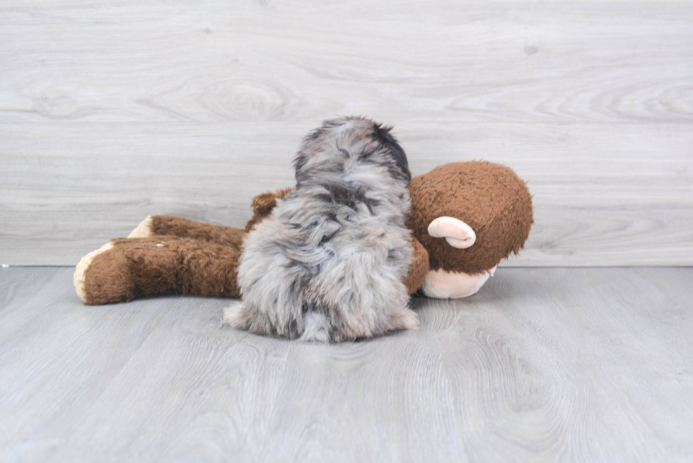 Mini Aussiedoodle Puppy for Adoption