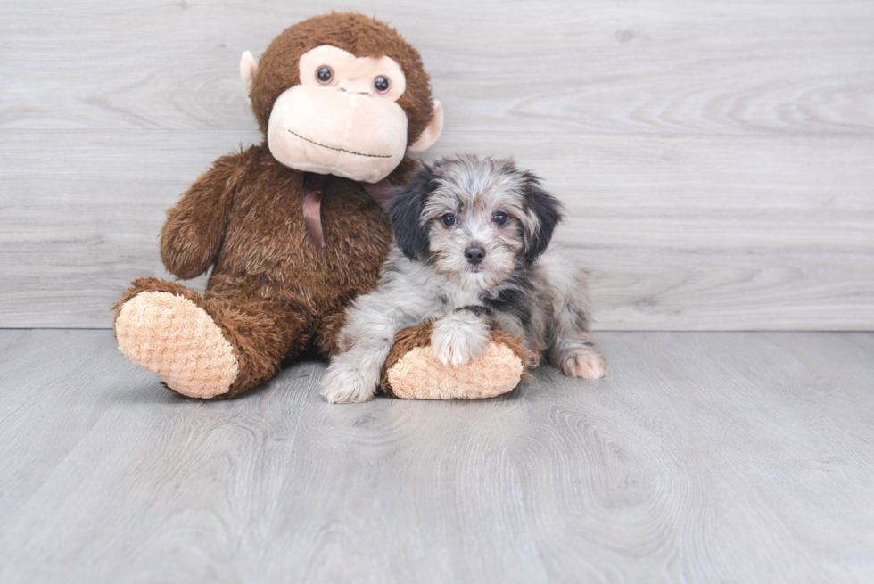 Popular Mini Aussiedoodle Poodle Mix Pup