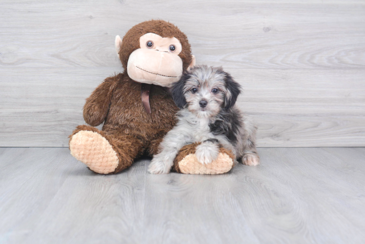 Sweet Mini Aussiedoodle Baby