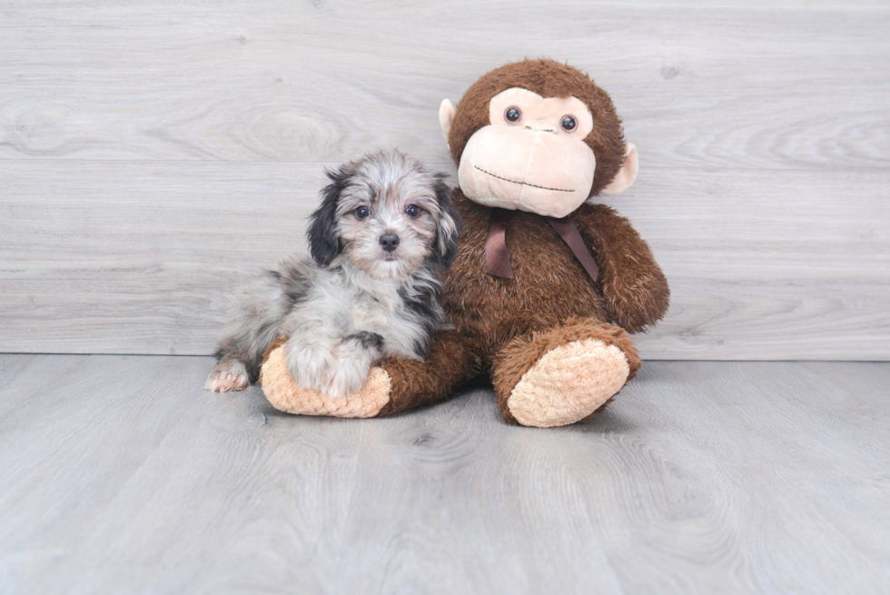 Little Aussiepoo Poodle Mix Puppy