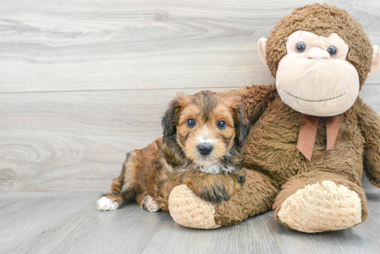 Petite Mini Aussiedoodle Poodle Mix Pup