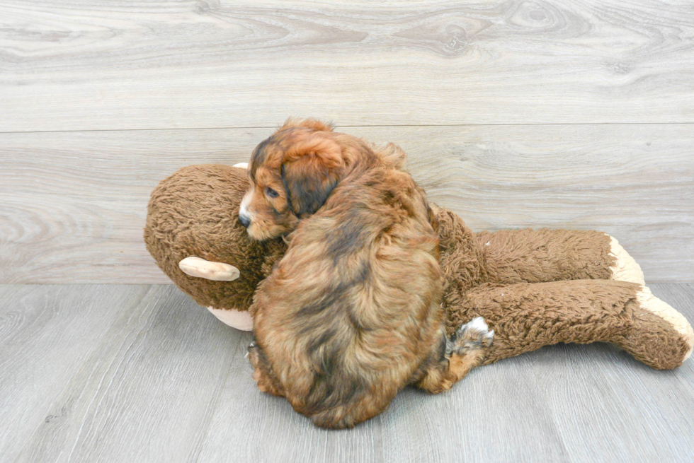 Mini Aussiedoodle Pup Being Cute