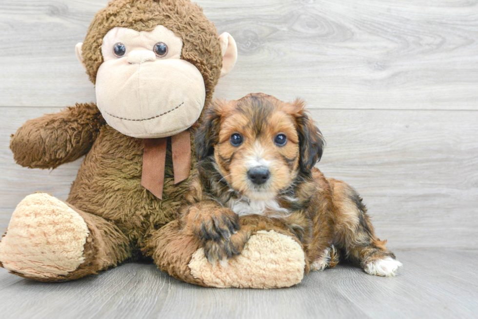 Best Mini Aussiedoodle Baby