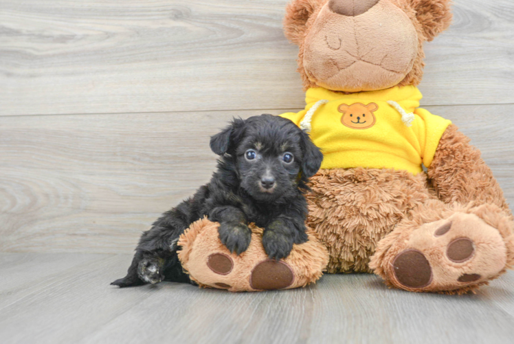 Hypoallergenic Aussiepoo Poodle Mix Puppy