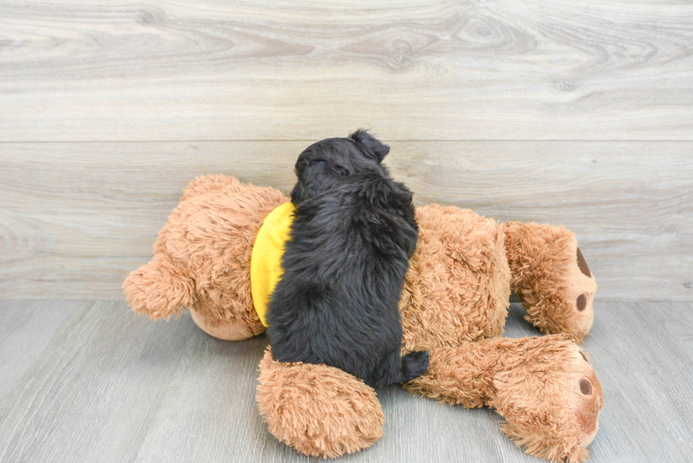 Best Mini Aussiedoodle Baby