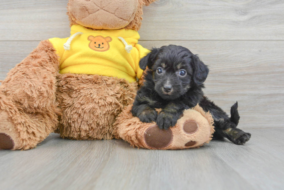 Mini Aussiedoodle Puppy for Adoption