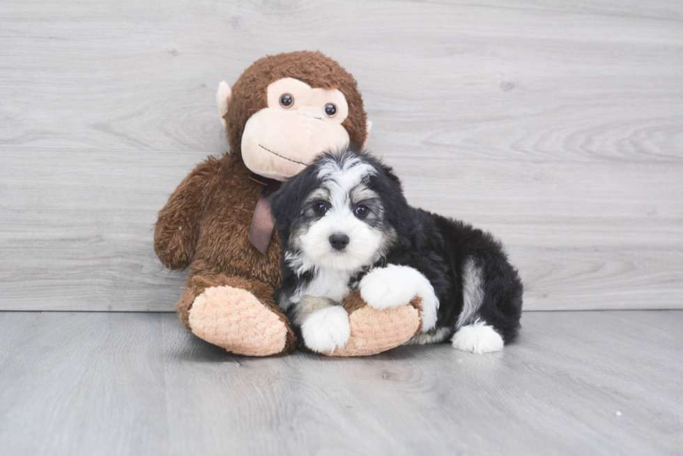 Cute Mini Aussiedoodle Baby