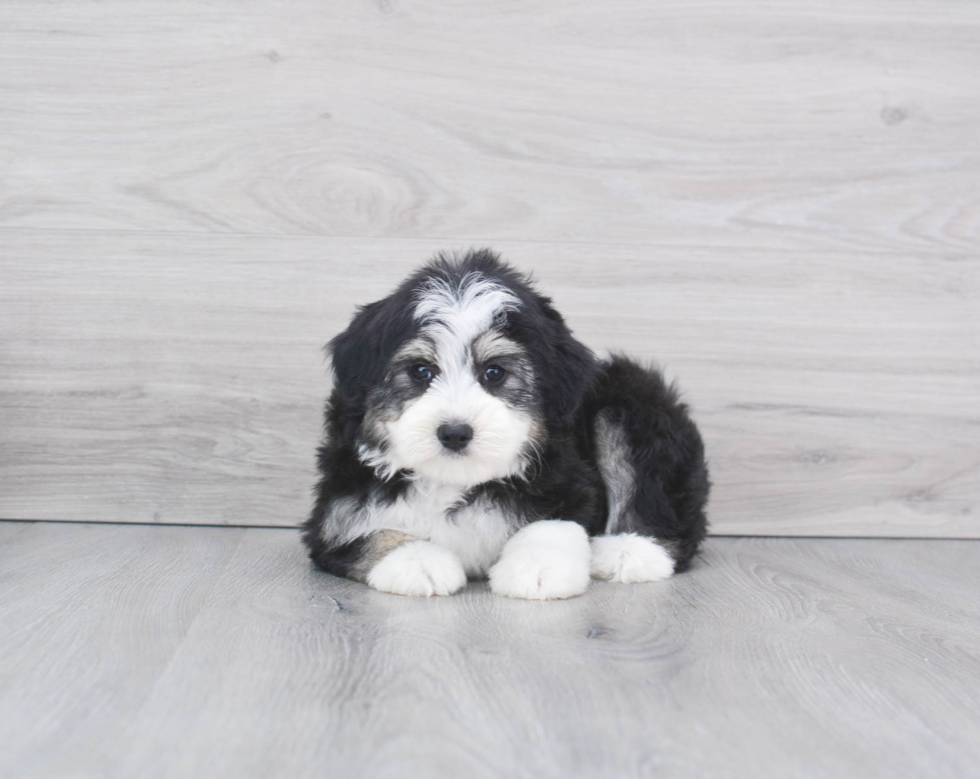 Popular Mini Aussiedoodle Poodle Mix Pup