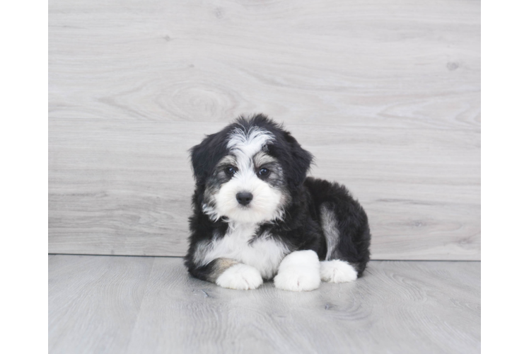 Happy Mini Aussiedoodle Baby