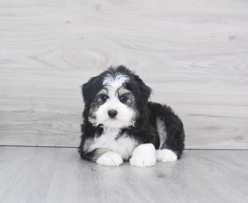 Happy Mini Aussiedoodle Baby