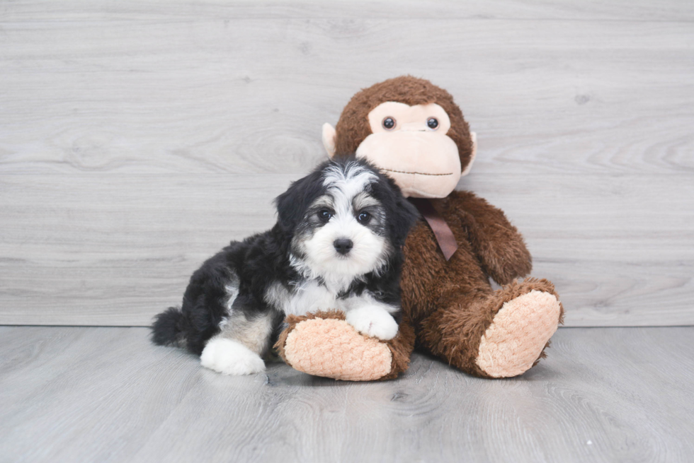 Mini Aussiedoodle Pup Being Cute