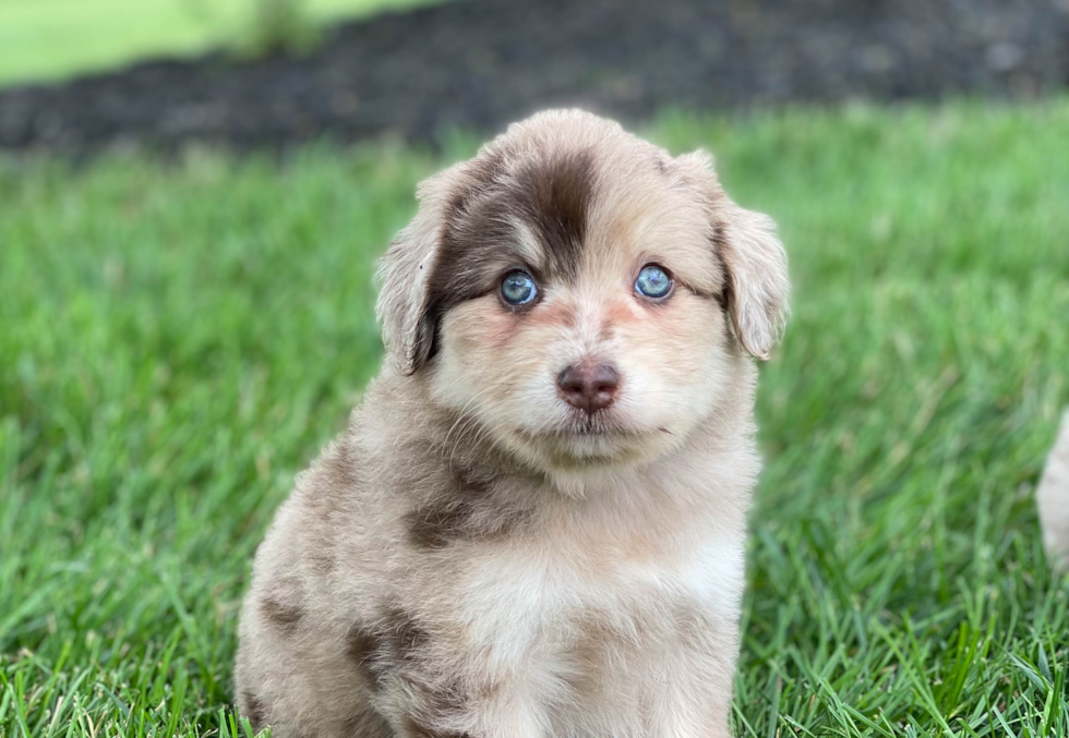 Happy Mini Aussiedoodle Baby