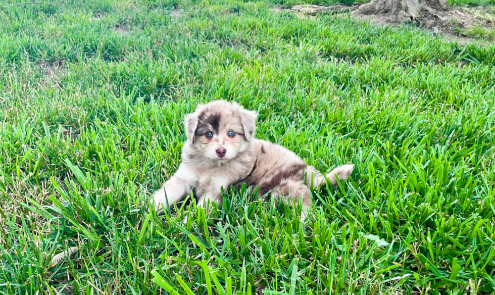 Mini Aussiedoodle Puppy for Adoption