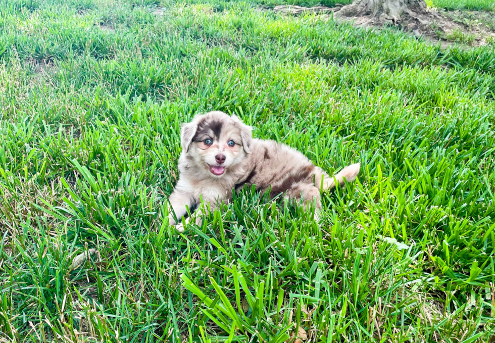 Energetic Aussiepoo Poodle Mix Puppy