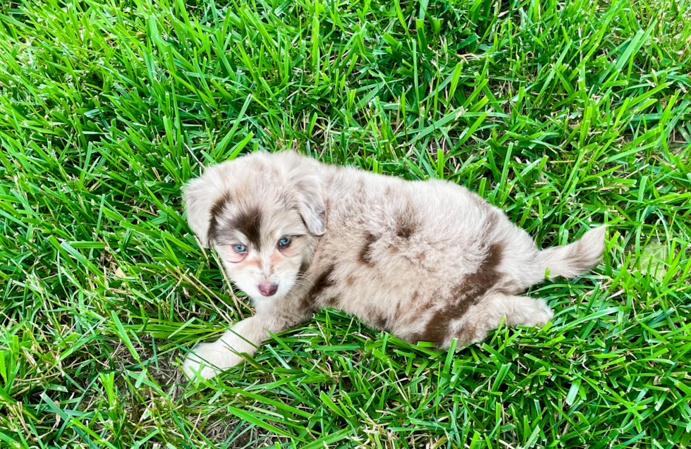 Friendly Mini Aussiedoodle Baby