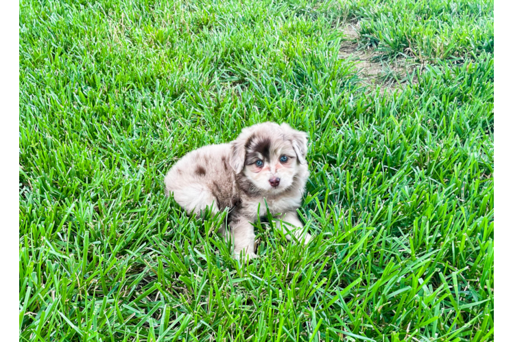 Mini Aussiedoodle Puppy for Adoption