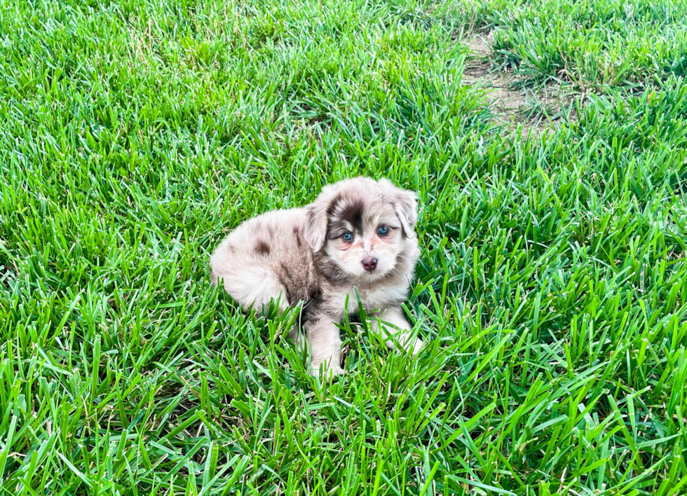 Mini Aussiedoodle Puppy for Adoption