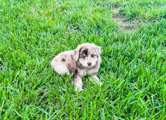 Mini Aussiedoodle Puppy for Adoption