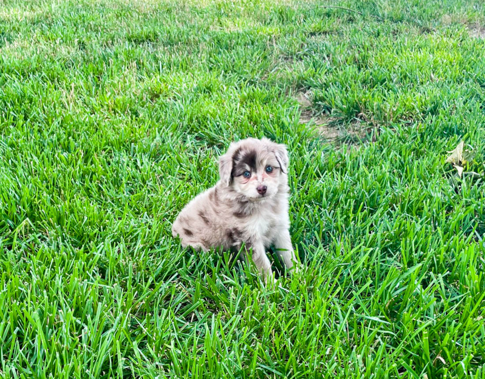 Smart Mini Aussiedoodle Poodle Mix Pup