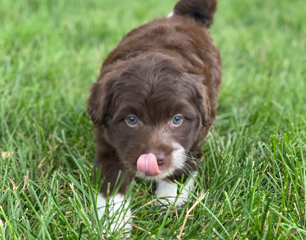 Mini Aussiedoodle Puppy for Adoption