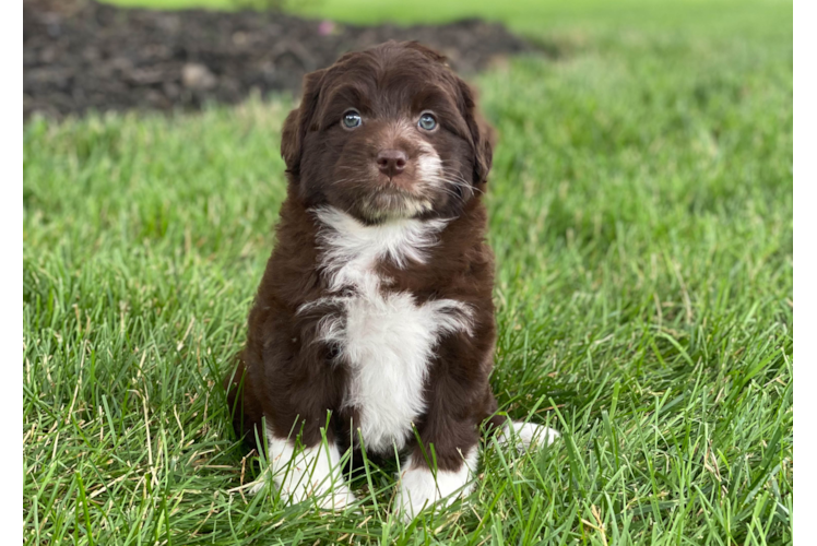 Smart Mini Aussiedoodle Poodle Mix Pup