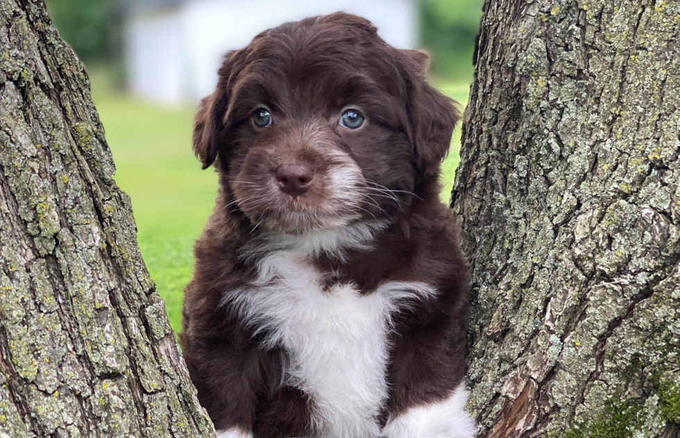 Mini Aussiedoodle Puppy for Adoption