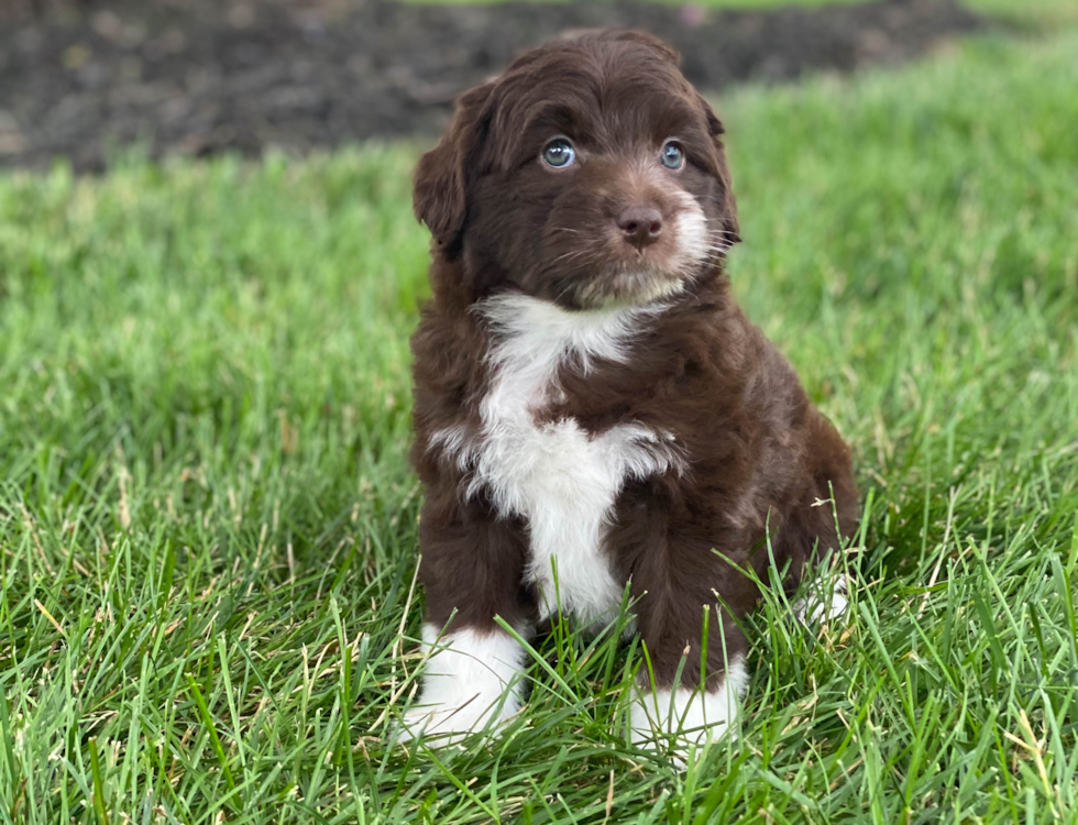 Funny Mini Aussiedoodle Poodle Mix Pup