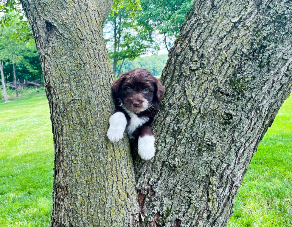 Mini Aussiedoodle Puppy for Adoption