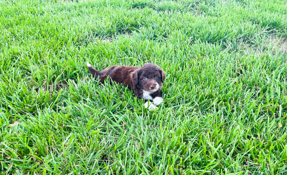 Mini Aussiedoodle Puppy for Adoption