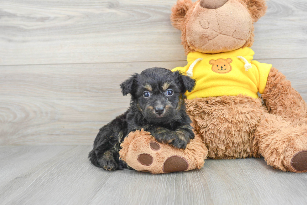 Hypoallergenic Aussiepoo Poodle Mix Puppy