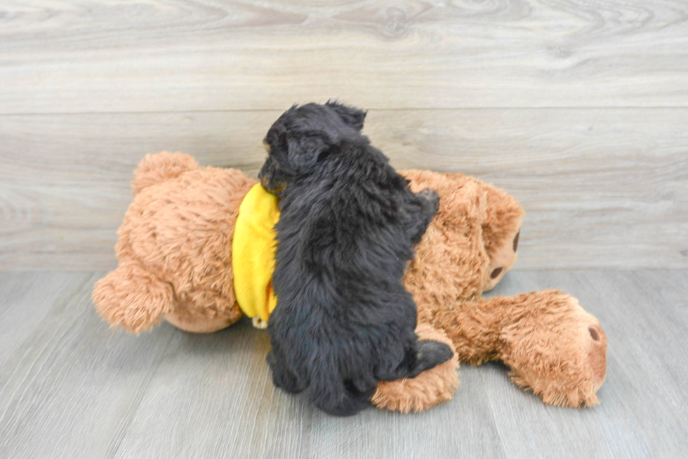 Mini Aussiedoodle Pup Being Cute