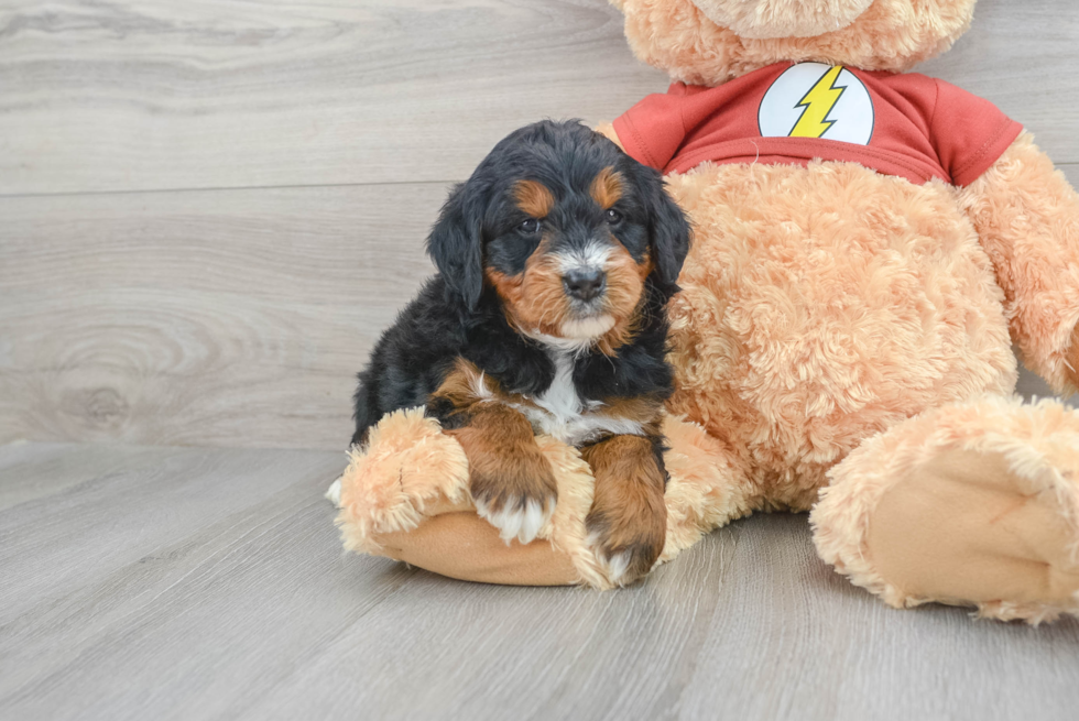 Mini Aussiedoodle Puppy for Adoption
