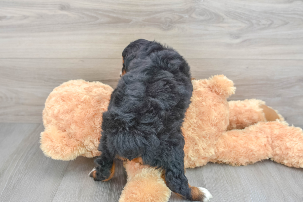 Mini Aussiedoodle Pup Being Cute
