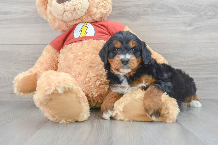 Happy Mini Aussiedoodle Baby