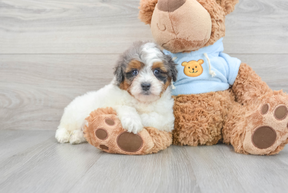 Mini Aussiedoodle Puppy for Adoption