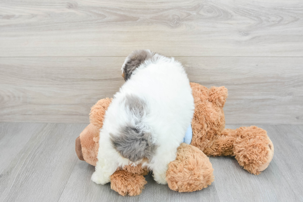 Funny Mini Aussiedoodle Poodle Mix Pup