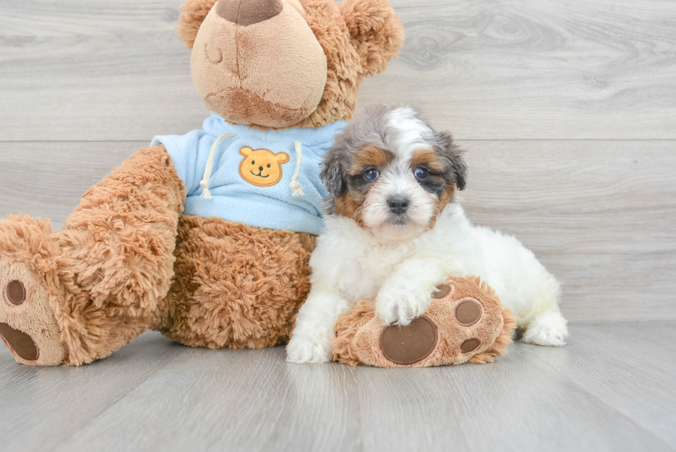 Happy Mini Aussiedoodle Baby