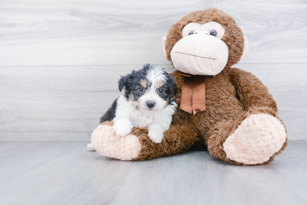 Mini Aussiedoodle Pup Being Cute