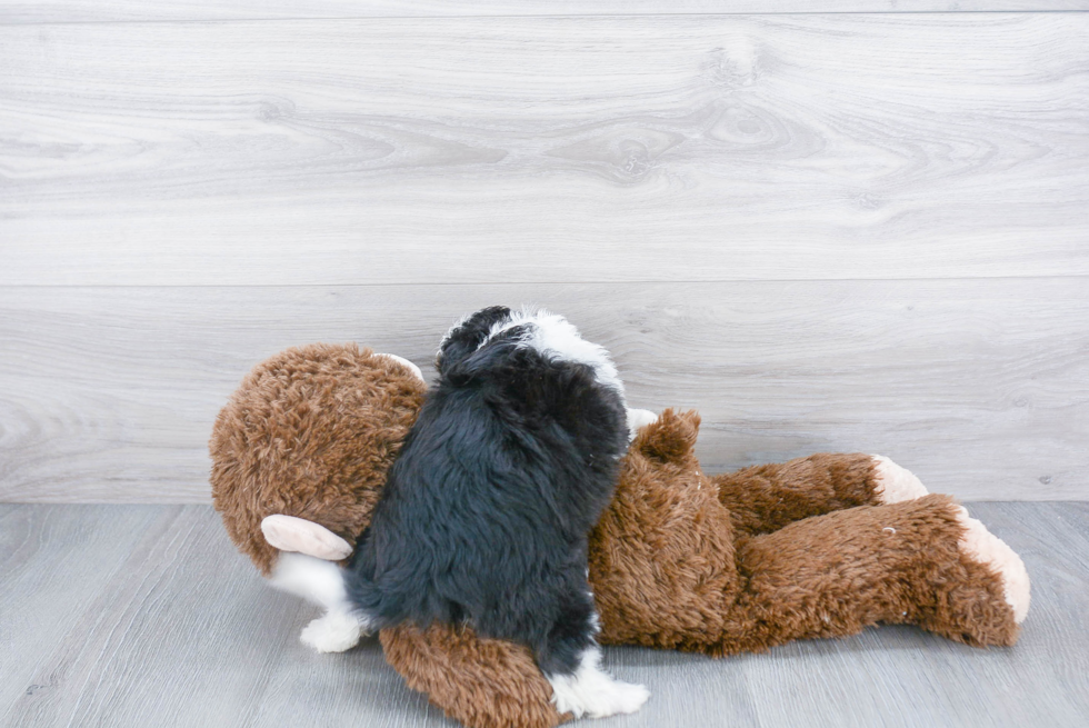 Petite Mini Aussiedoodle Poodle Mix Pup