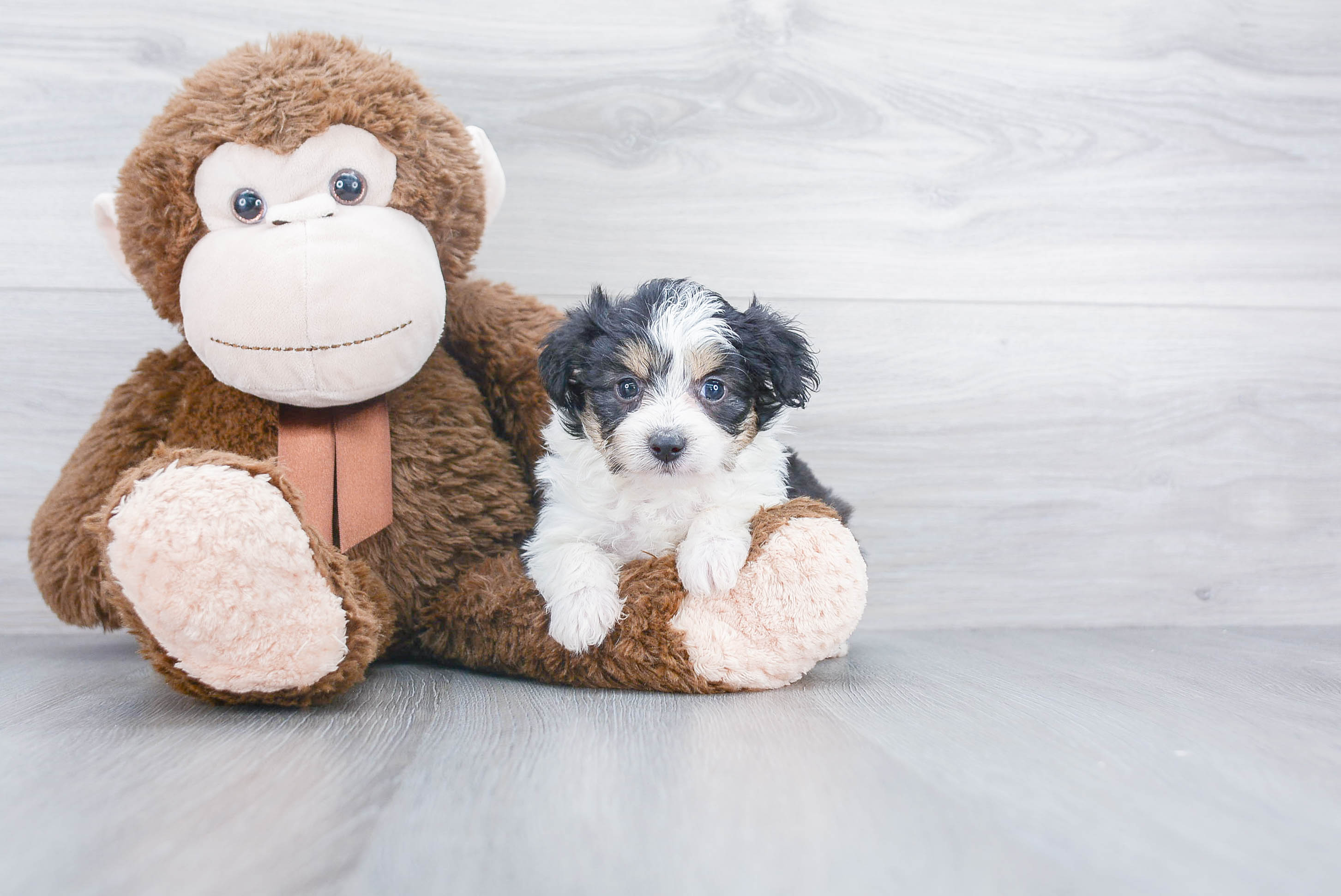 Mini Aussiedoodle Puppy for Adoption