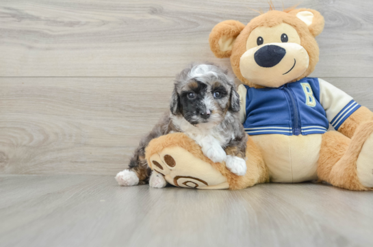 Smart Mini Aussiedoodle Poodle Mix Pup