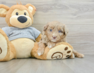 8 week old Mini Aussiedoodle Puppy For Sale - Premier Pups