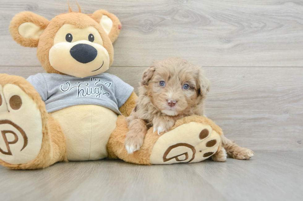 8 week old Mini Aussiedoodle Puppy For Sale - Premier Pups