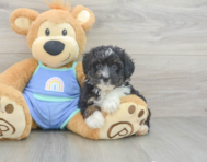 8 week old Mini Aussiedoodle Puppy For Sale - Premier Pups