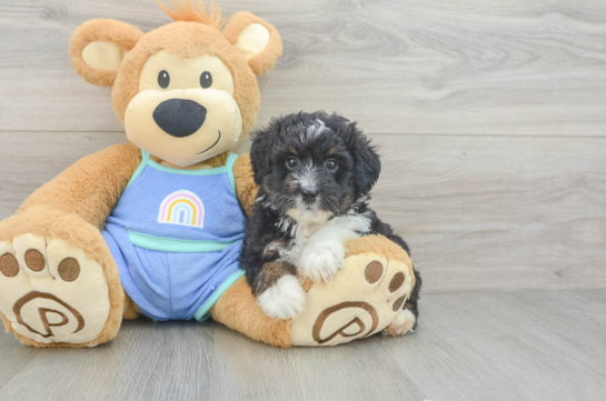 Energetic Aussie Poo Poodle Mix Puppy