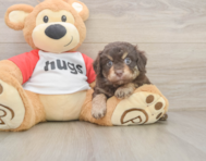 8 week old Mini Aussiedoodle Puppy For Sale - Premier Pups