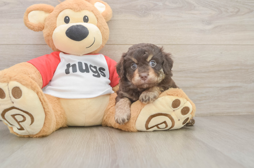 5 week old Mini Aussiedoodle Puppy For Sale - Premier Pups