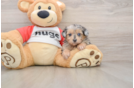 Mini Aussiedoodle Puppy for Adoption