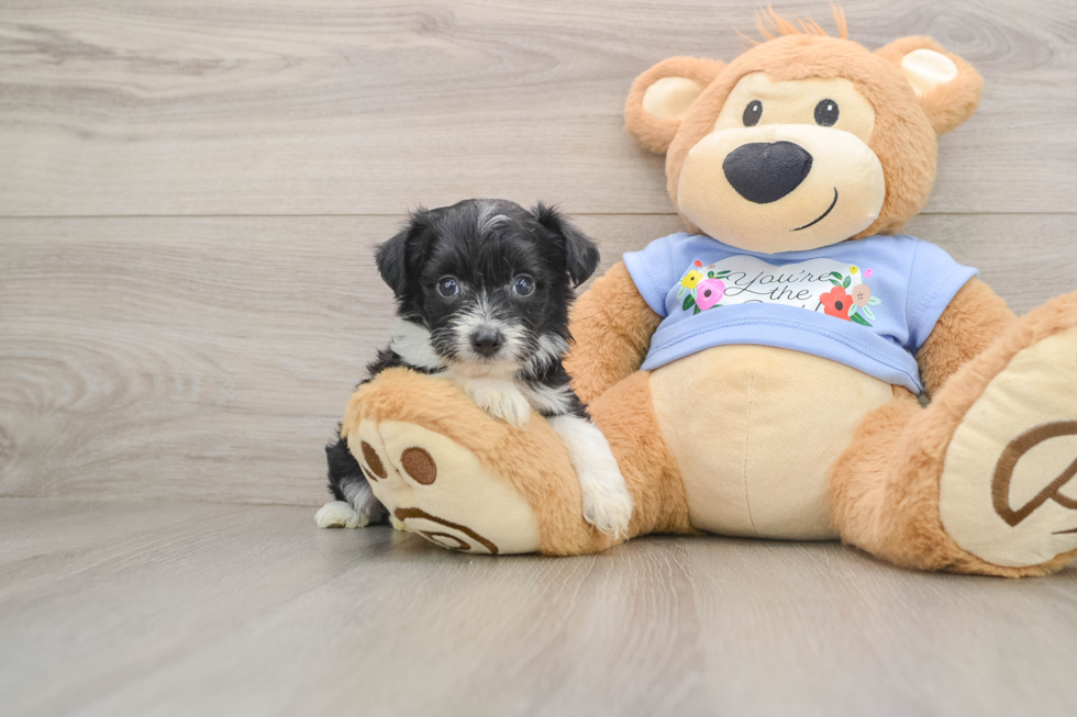 Mini Aussiedoodle Pup Being Cute